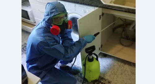 Уничтожение муравьев в квартире. Сургут