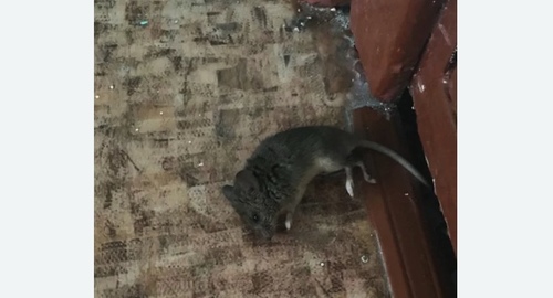 Дезинфекция от мышей в Сургуте