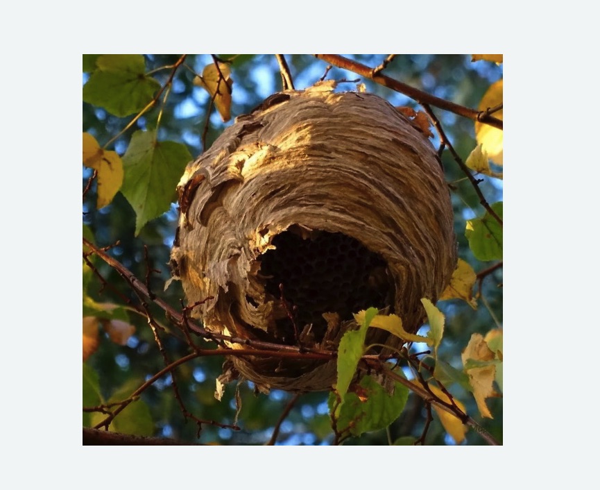 Обработка от шершней в Сургуте