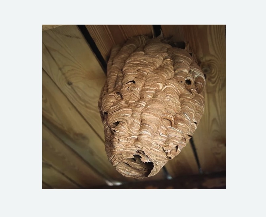 обработка от шершней в Сургуте