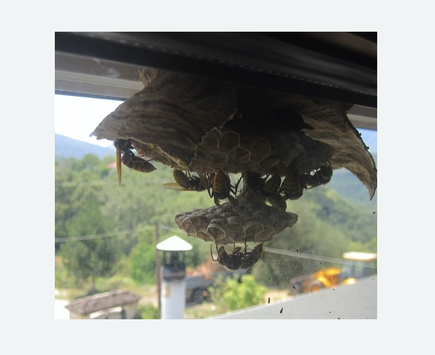 Уничтожение гнёзд шершней в Сургуте