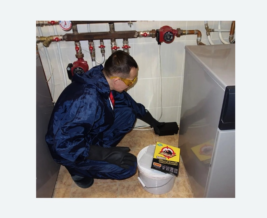 Уничтожение крыс в Сургуте